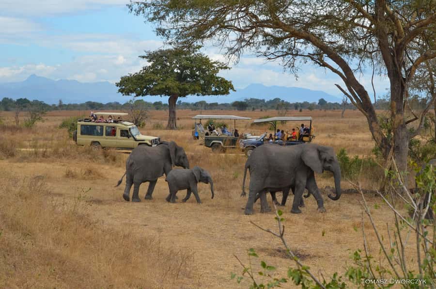 From Zanzibar: day Safari to Mikumi National Park - The afternoon return and 3 p.m. flight
