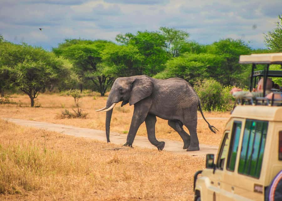 From Zanzibar: Day Safari to Selous Game Reserve with flight - Key points to know before booking