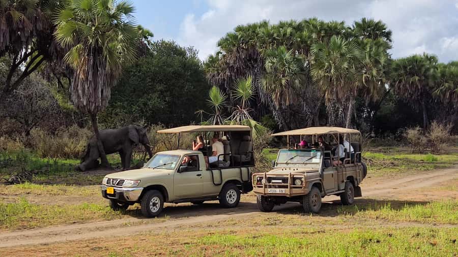 From Zanzibar: Day Safari to Selous Game Reserve with flight - Why this Zanzibar day safari makes sense