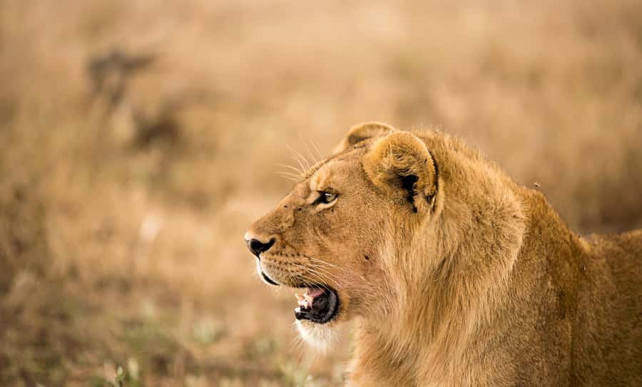 From Zanzibar: Day Safari to Selous Game Reserve with flight - Flying from Unguja to mainland Tanzania