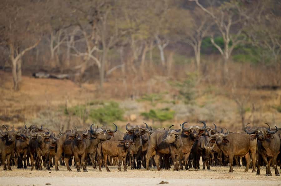 From Zanzibar: Day Safari to Selous Game Reserve with flight - Lunch and the afternoon return to the reserve