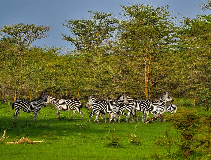 From Zanzibar: Day Safari to Selous Game Reserve with flight - Group size, languages, and comfort