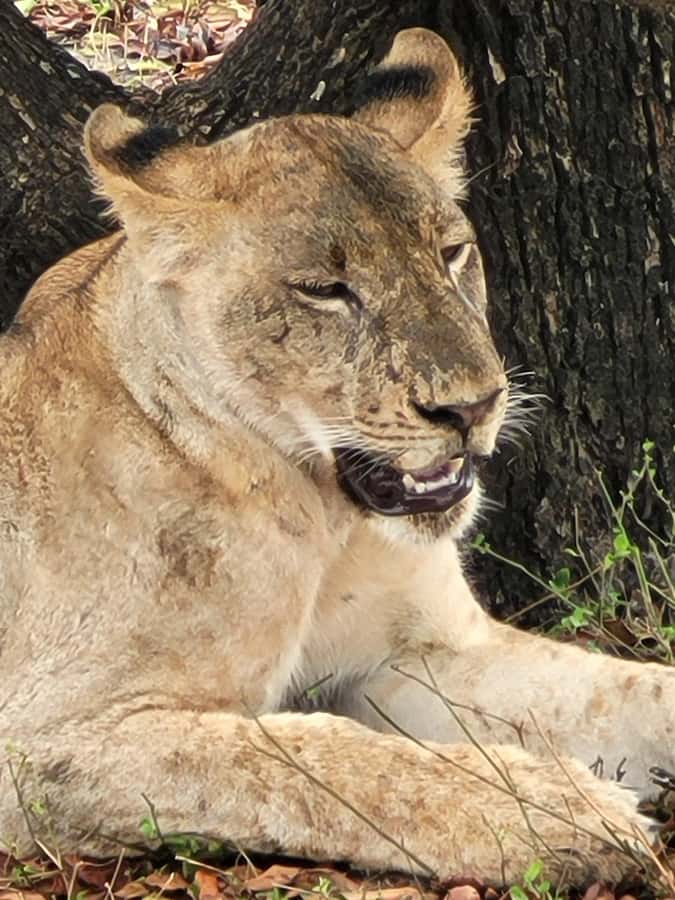 From Zanzibar: Day Selous Game Reserve Safari with Flights - Who will enjoy this safari most?