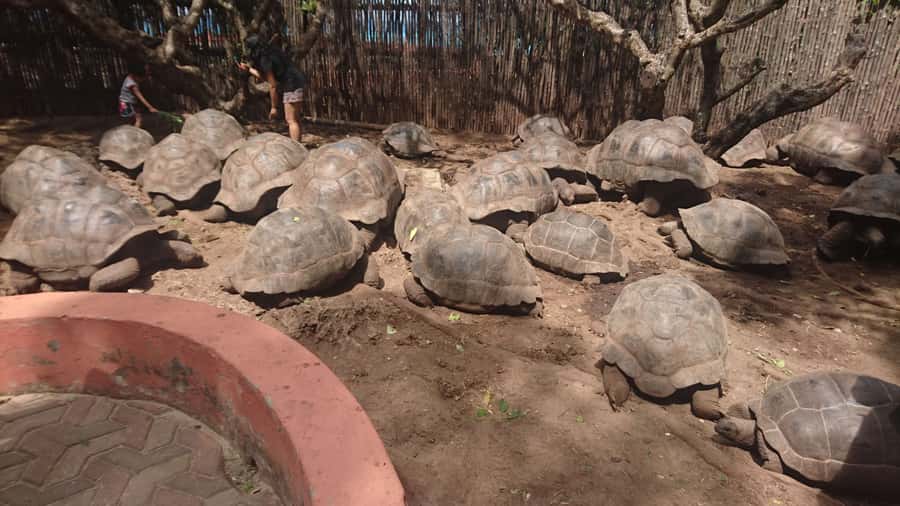 From Zanzibar: Half-Day Prison Island Tour - Meeting at the Old Fort in Stone Town