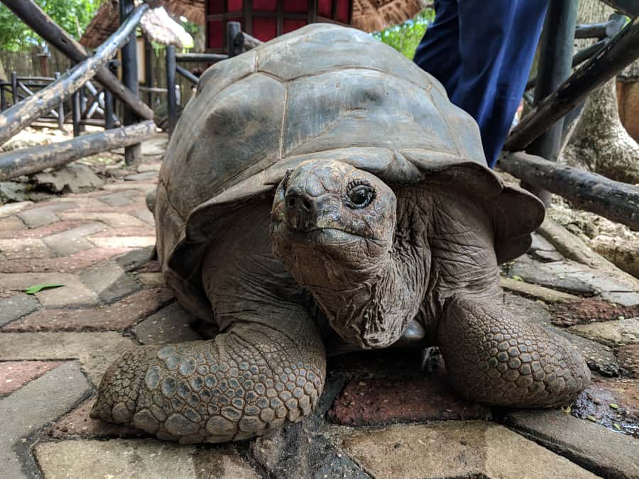 From Zanzibar: Half-Day Prison Island Tour - Meeting the Giant Tortoises on Prison Island