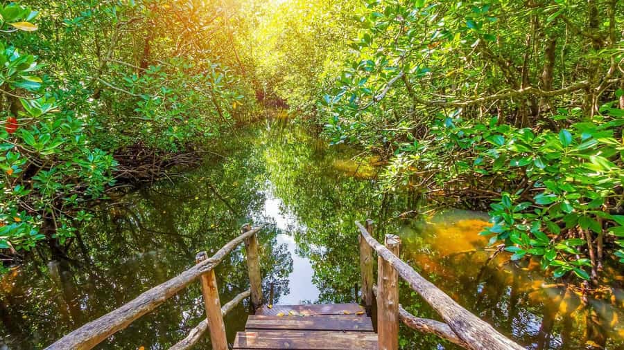 from Zanzibar: Jozani Forest With Dolphin Tour - Key Points About This Zanzibar Day Tour