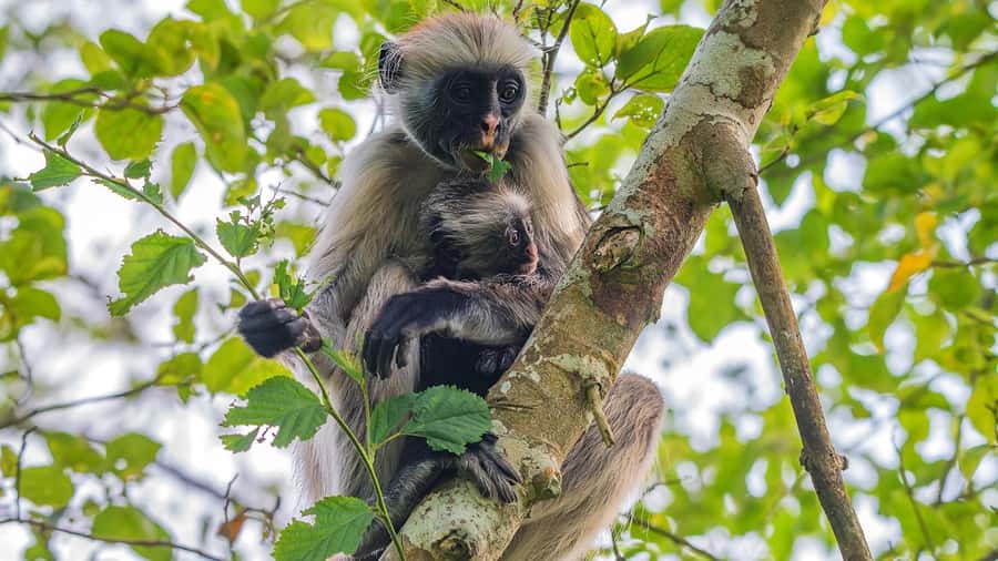 from Zanzibar: Jozani Forest With Dolphin Tour - Walking Through Jozani Chwaka Bay National Park