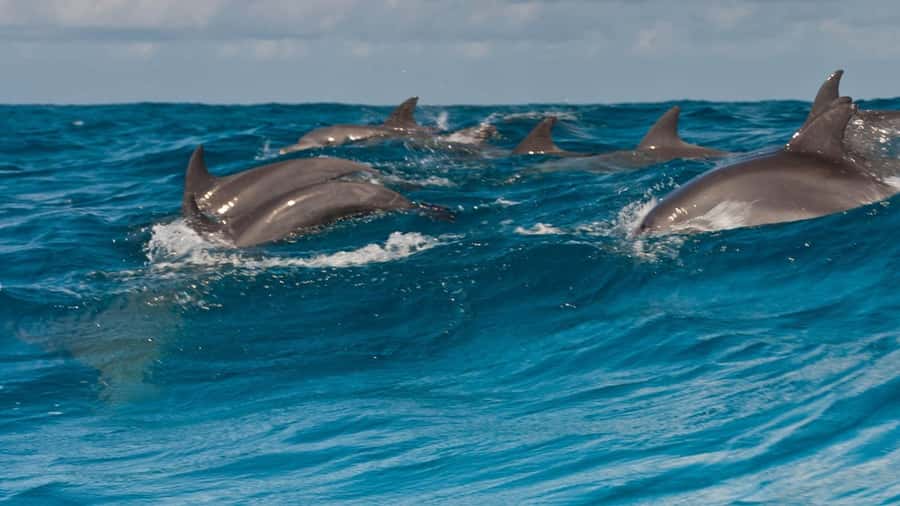 from Zanzibar: Jozani Forest With Dolphin Tour - What the Private Format Changes