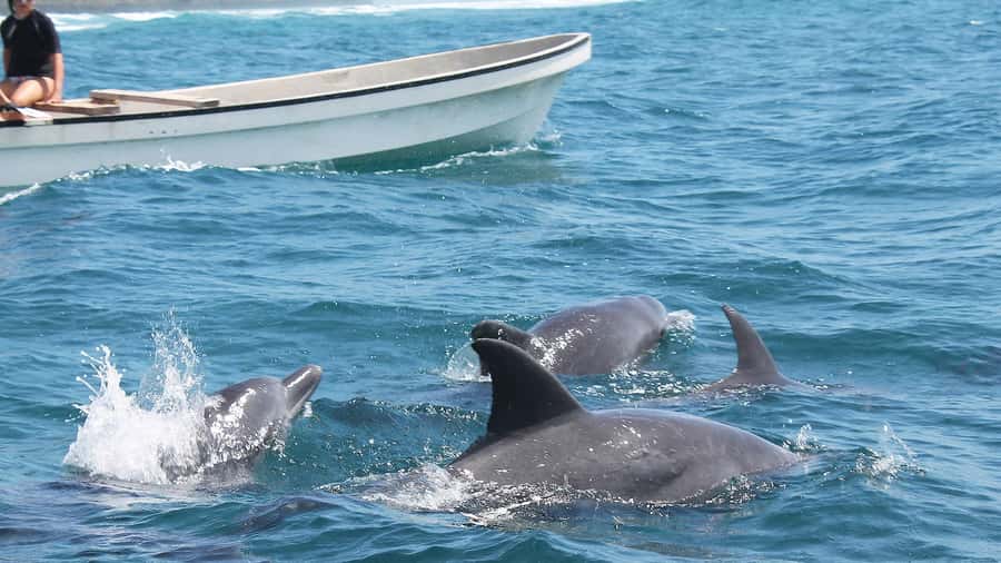 from Zanzibar: Jozani Forest With Dolphin Tour - Booking Details to Know