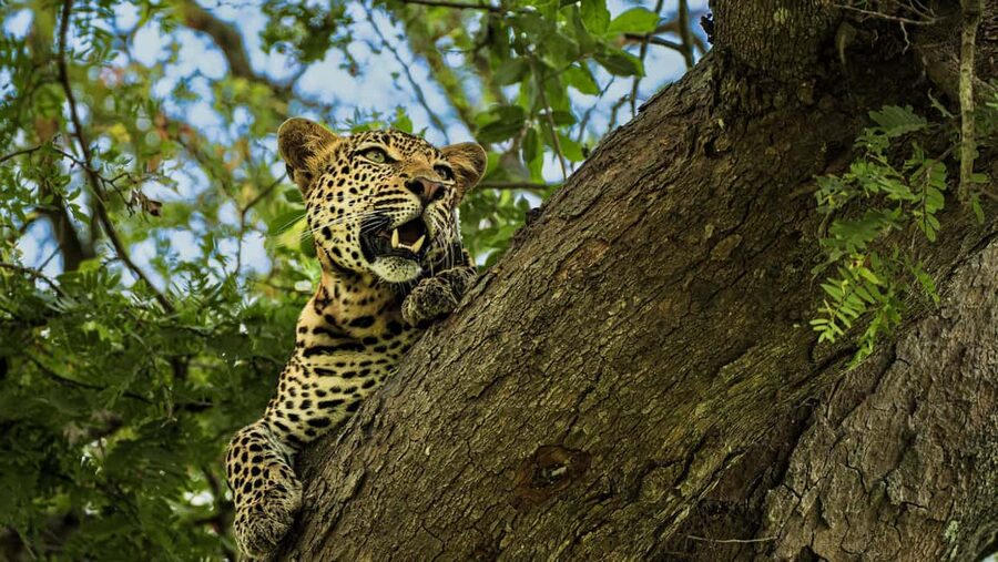 From Zanzibar: Mikumi Day Safari without hotel pickup - Key points to know before booking