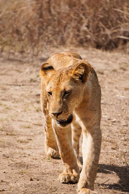 From Zanzibar: Mikumi Day Safari without hotel pickup - Why this Zanzibar day trip makes sense