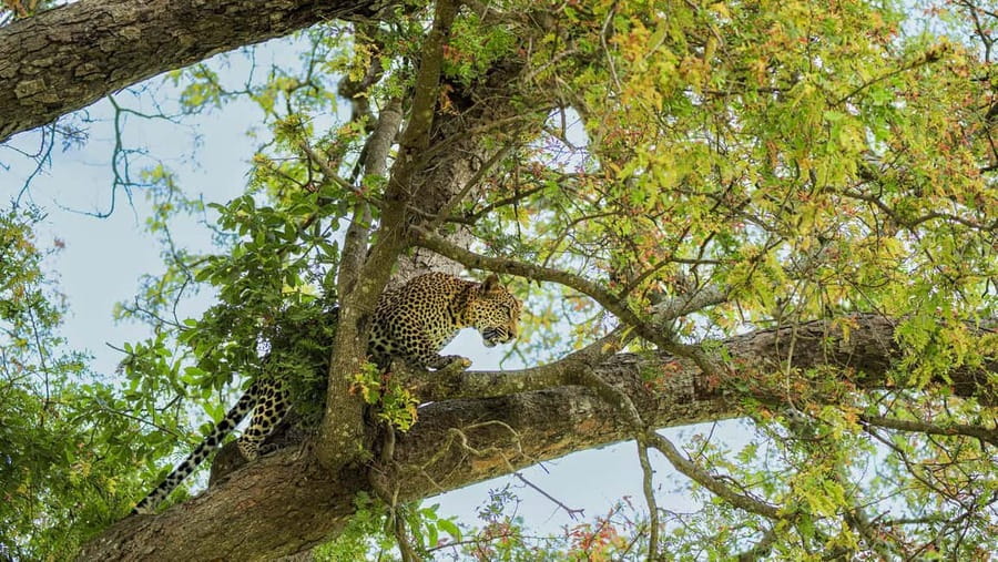 From Zanzibar: Mikumi Day Safari without hotel pickup - The afternoon drive and return to the airstrip