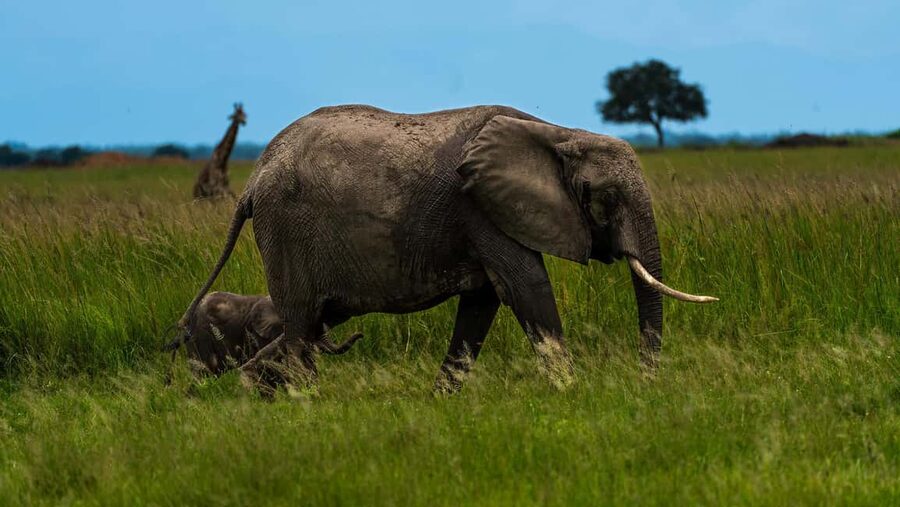 From Zanzibar: Mikumi Day Safari without hotel pickup - Weather, health, and timing concerns