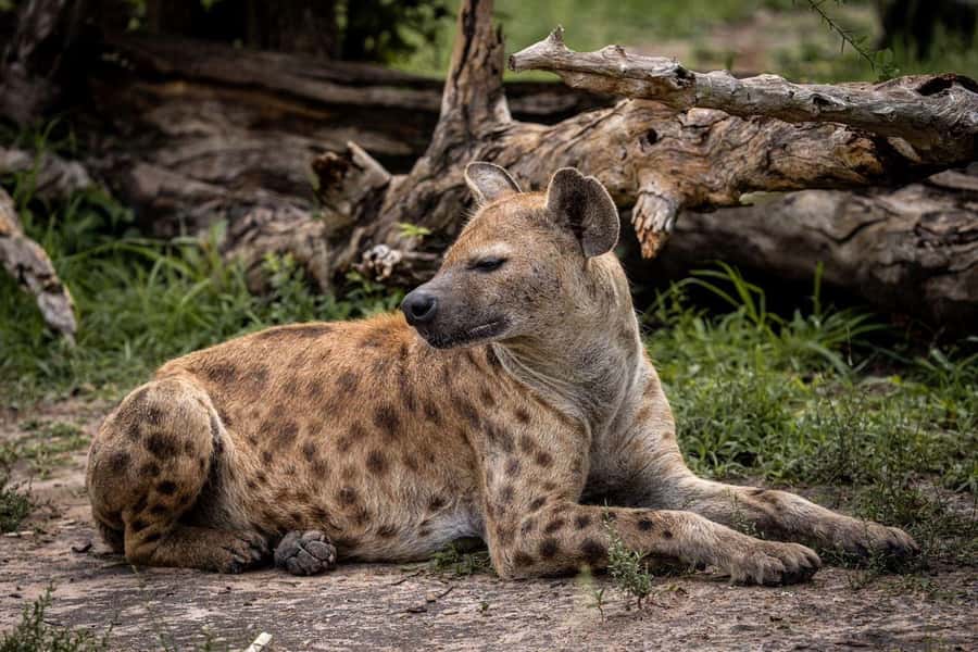 From Zanzibar: Mikumi Day Trip Safari By Flight. - Seven hours of game viewing in Mikumi