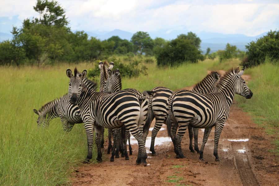 From Zanzibar: Mikumi Day Trip Safari By Flight. - Lunch with Mikumi scenery around you