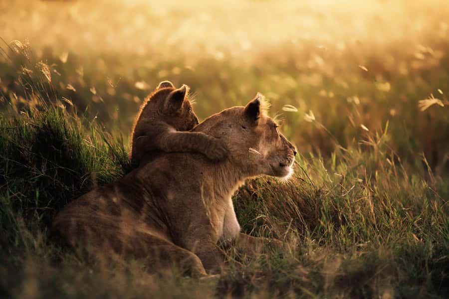 From Zanzibar: Mikumi Day Trip Safari By Flight. - The return journey is part of the cost