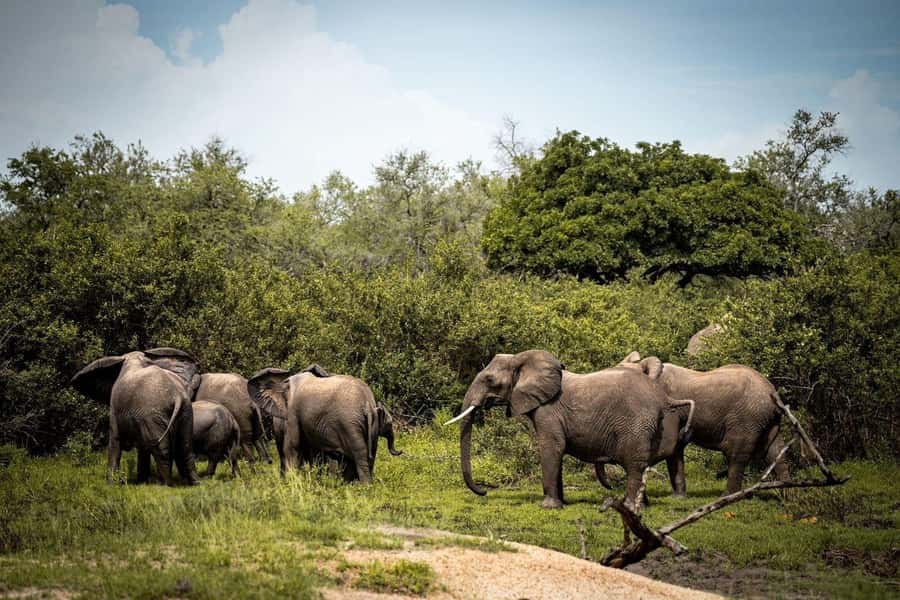 From Zanzibar: Mikumi Day Trip Safari By Flight. - Early pickup from Paje, Stone Town, Kiwengwa, or Nungwi