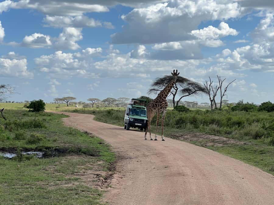 From Zanzibar: Mikumi National Park Guided Safari - Why a one-day Mikumi safari from Zanzibar works