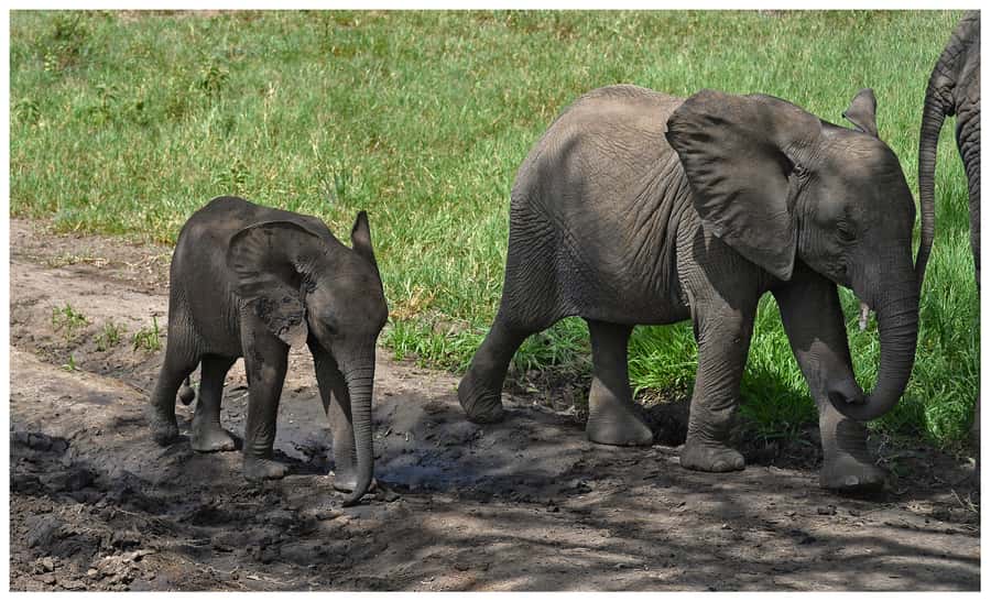 From Zanzibar: Mikumi National Park Guided Safari - The 8:10 game drive and Mikumi’s wildlife