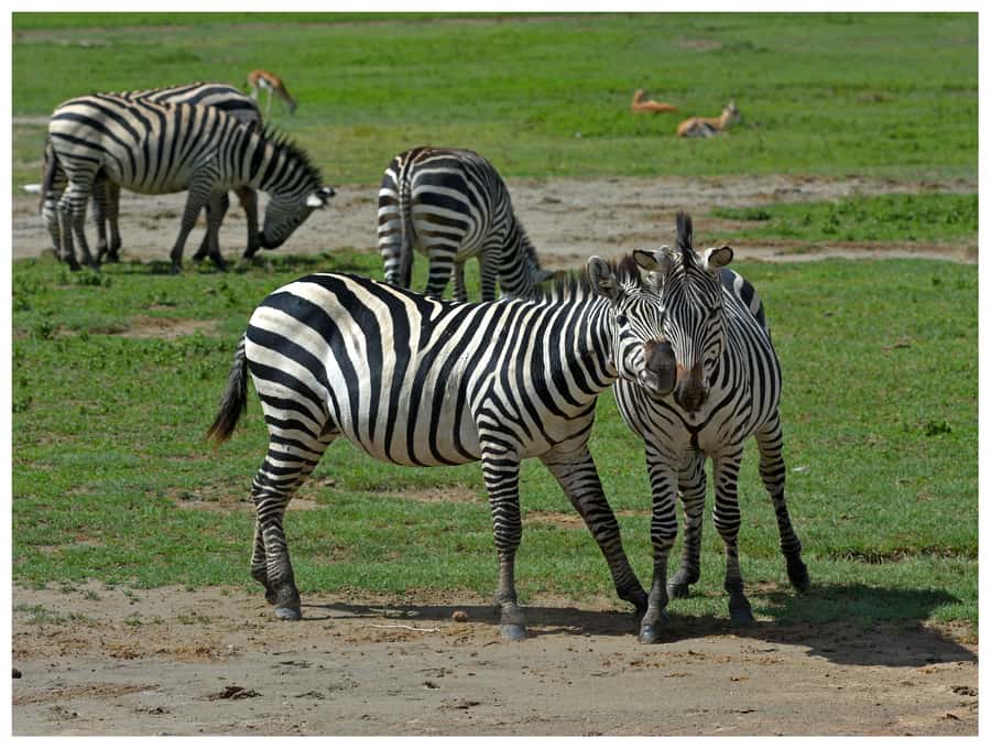 From Zanzibar: Mikumi National Park Guided Safari - The early pickup and flight from Zanzibar