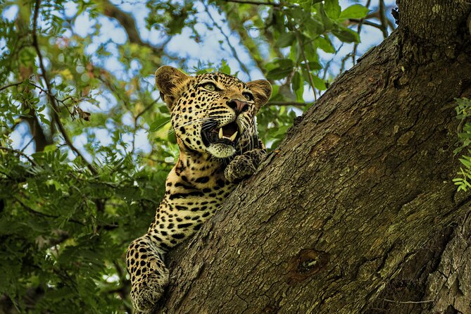 From Zanzibar: Mikumi Safari Day Trip with Flights and Meal - The five things to know before booking