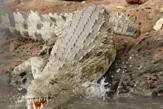 From Zanzibar: Mikumi Safari Day Trip with Flights and Meal - The flight to Mikumi and the start of the game drive