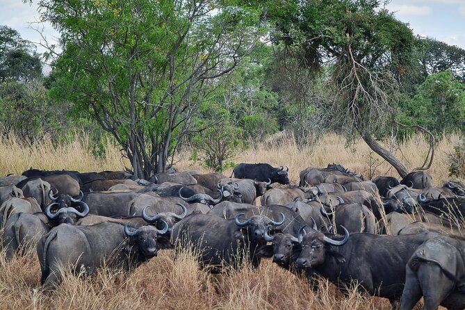 From Zanzibar: Mikumi Safari Day Trip with Flights and Meal - Five hours among Mikumi’s ponds and open country