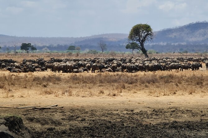 From Zanzibar: Mikumi Safari Day Trip with Flights and Meal - The safari vehicle and comfort on the road