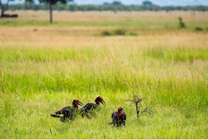 From Zanzibar: Mikumi Safari Day Trip with Flights and Meal - Lunch beside the wildlife area