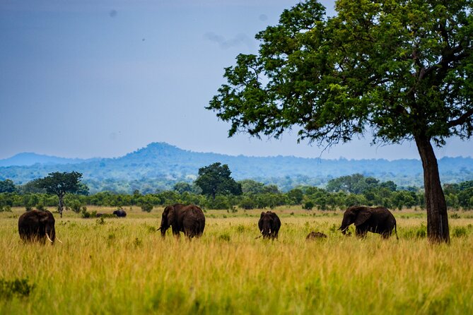 From Zanzibar: Mikumi Safari Day Trip with Flights and Meal - Is $498.99 a fair price?
