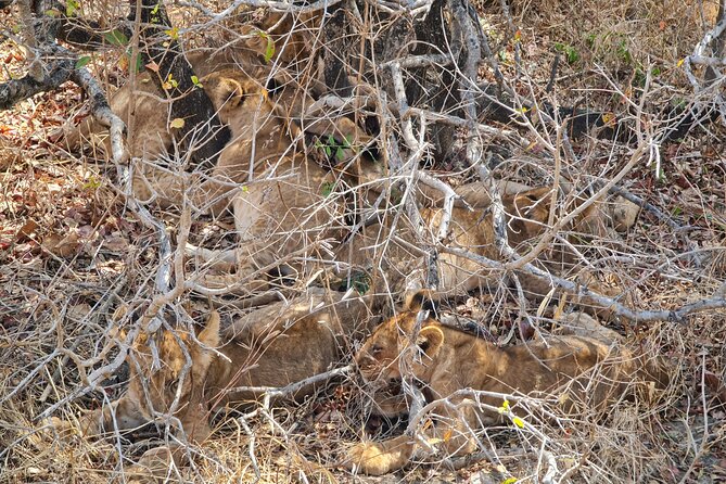 From Zanzibar: Mikumi Safari Day Trip with Flights and Meal - The pre-dawn pickup and Zanzibar airport