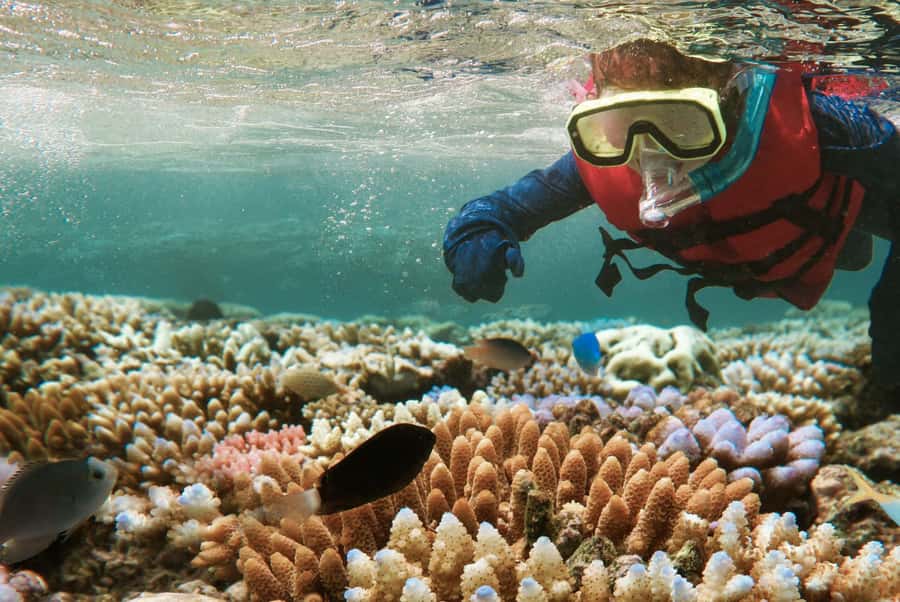 From Zanzibar: Mnemba Boat Tour with Snorkeling & Dolphine - Snorkeling around Mnemba Atoll