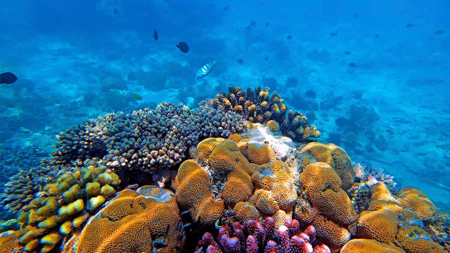 From Zanzibar: Mnemba Boat Tour with Snorkeling & Dolphine - Fruit, water, and the simple comforts