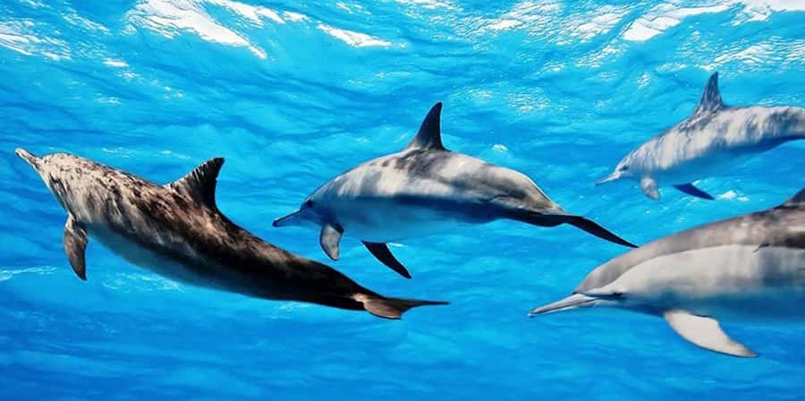 From Zanzibar: Mnemba Boat Tour with Snorkeling & Dolphine - The dolphin stop near Mnemba