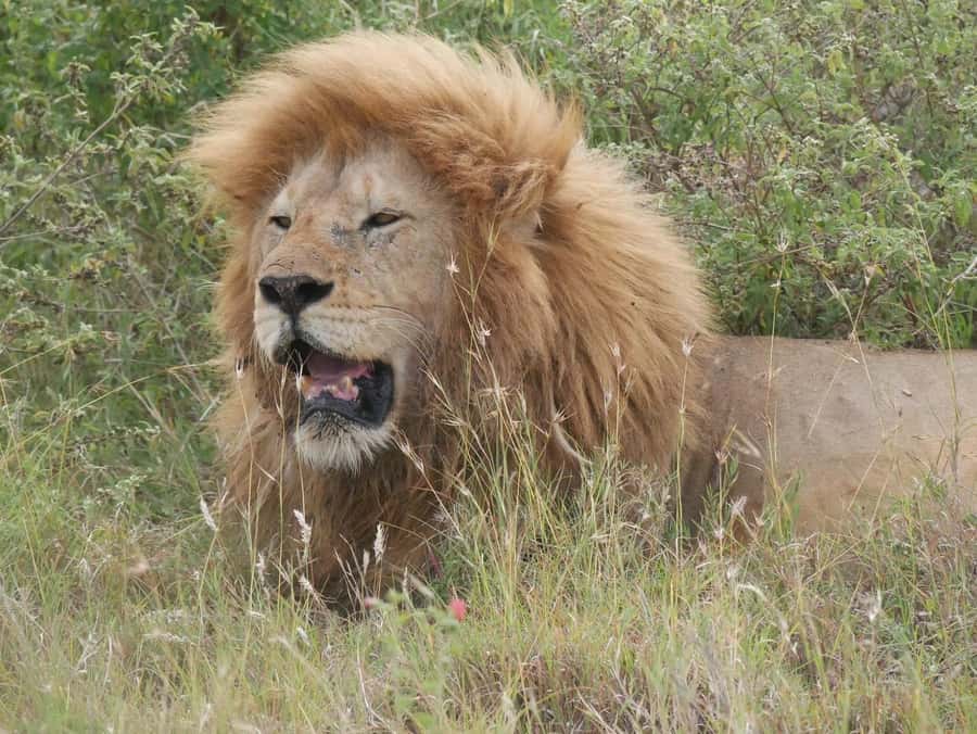 From Zanzibar: Nyerere National Park Game Drive with Lunch - Key points to know before booking