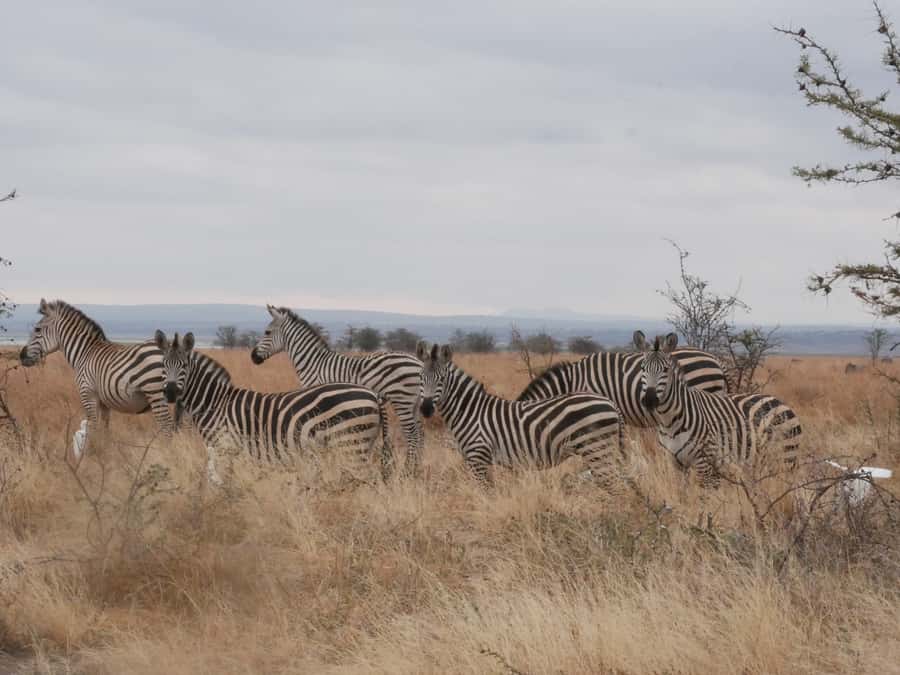 From Zanzibar: Nyerere National Park Game Drive with Lunch - Why this safari makes sense from Zanzibar