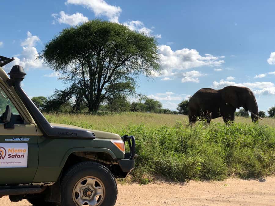 From Zanzibar: Nyerere National Park Game Drive with Lunch - Flying to Mtemere airstrip