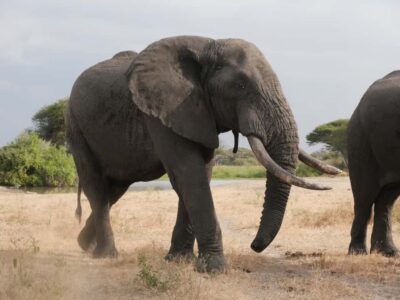 Nyerere National Park Game Drive with Lunch