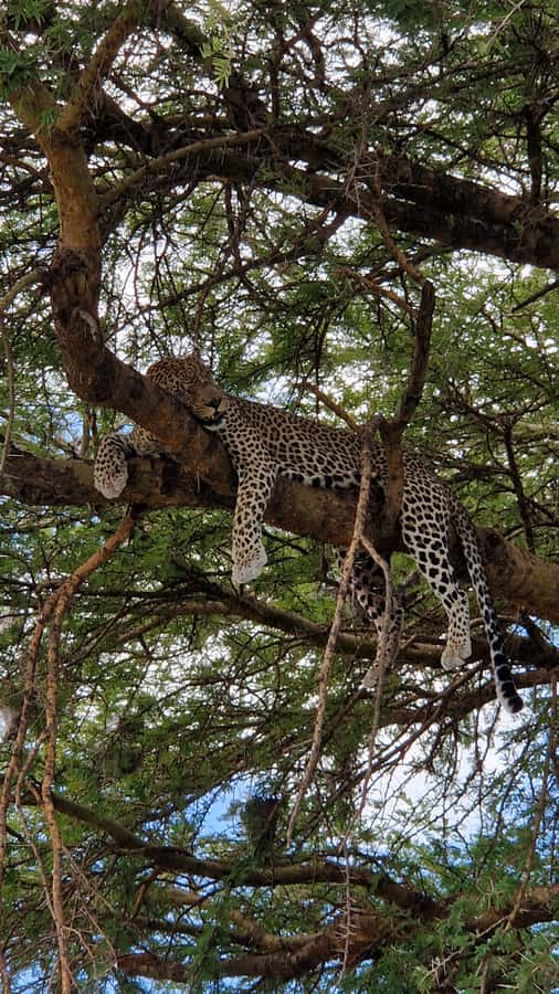 From Zanzibar: Nyerere National Park Game Drive with Lunch - The afternoon return to Zanzibar