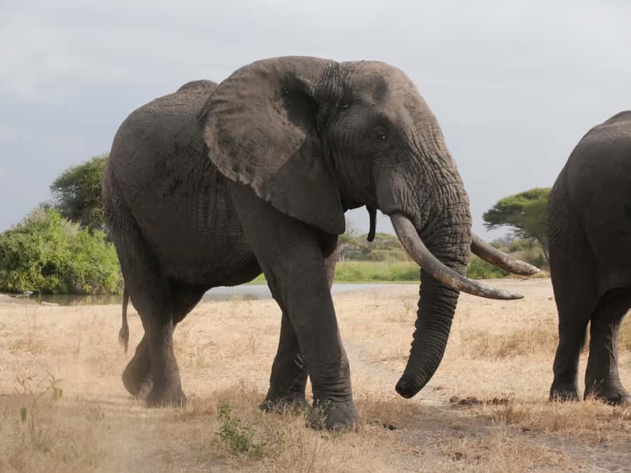 From Zanzibar: Nyerere National Park Game Drive with Lunch - The early pickup and airport handoff