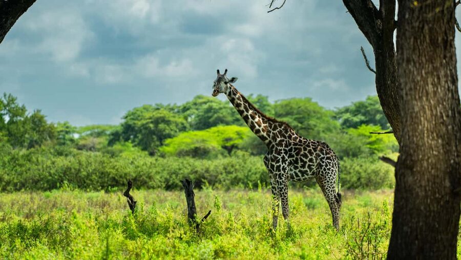 From Zanzibar: Overnight Selous G.R. Safari with Flights - Key details worth knowing