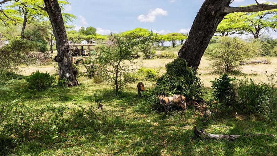 From Zanzibar: Overnight Selous G.R. Safari with Flights - Why this safari works from Zanzibar