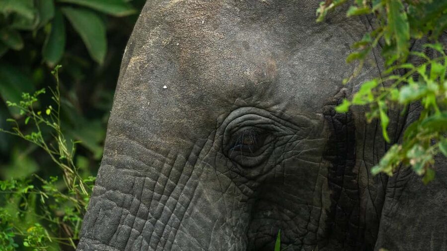 From Zanzibar: Overnight Selous G.R. Safari with Flights - The early flight and first hours in the park