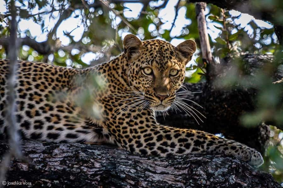 From Zanzibar: Selous Game Reserve Full-Day Safari - Key Points To Know Before You Book