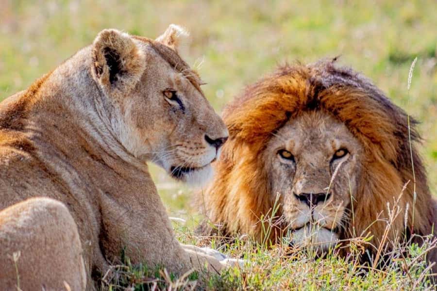 From Zanzibar: Selous Game Reserve Full-Day Safari - Arrival At Nyerere National Park