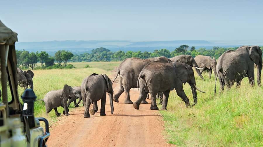 From Zanzibar: Selous Game Reserve Full-Day Safari - Seven Hours In The Park By Open 4x4