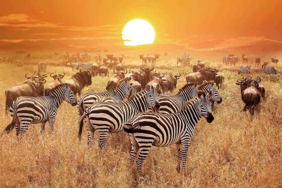 From Zanzibar: Selous Game Reserve Full-Day Safari - The Practical Details That Matter Most