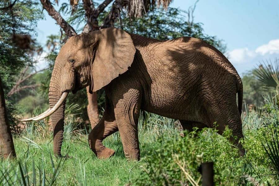 From Zanzibar: Selous Game Reserve Full-Day Safari - 5:30 AM Pickup And The Flight From Zanzibar