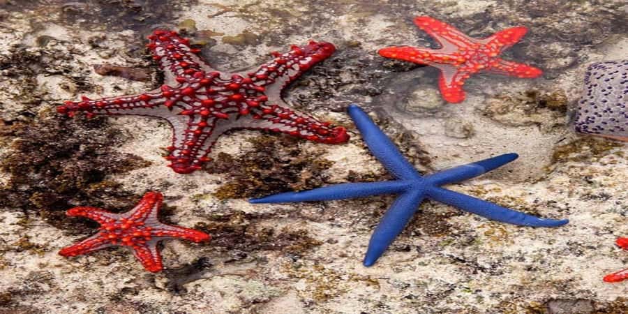From Zanzibar: Starfish, Blue Lagoon, & The Rock Restaurant - Blue Lagoon’s fish, coral, and swimming time