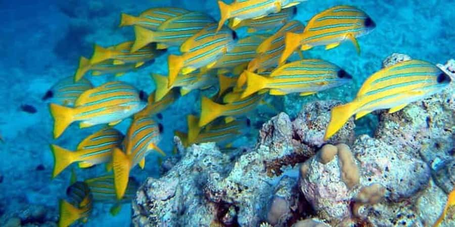 From Zanzibar: Starfish, Blue Lagoon, & The Rock Restaurant - Reaching The Rock Restaurant in Pingwe